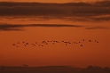 Black-tailed godwit flock at sunset - I
